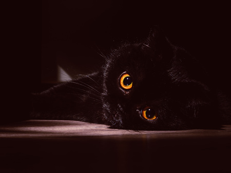 black cat lies on a roll in the darkの写真素材