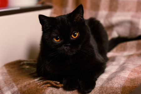 black cat on a cream coverの写真素材