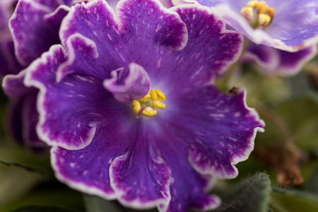 Varietal violet DS Raisins taken with a macro lensの写真素材
