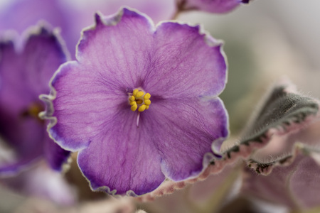 Varietal violet grade evening escortの写真素材