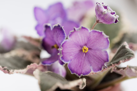 Varietal violet grade evening escortの写真素材