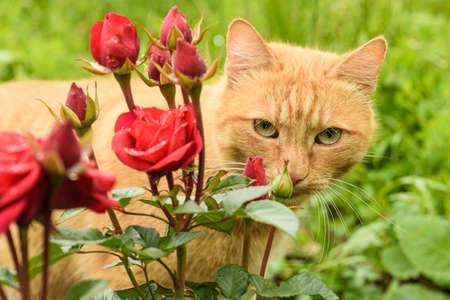 Red cat among red roses in the gardenの写真素材