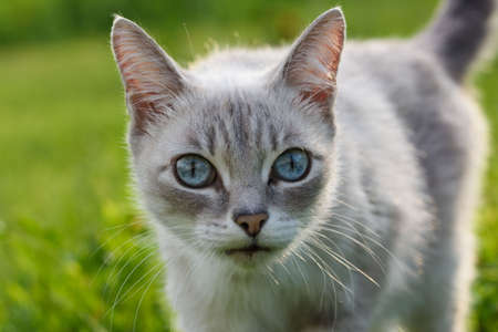 Adorable cat walks on the grass in the parkの写真素材