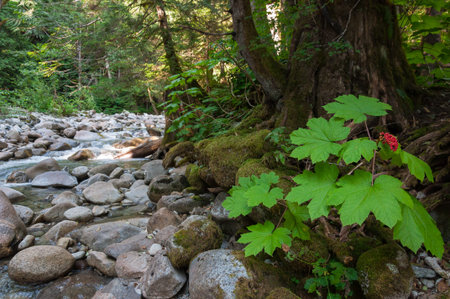 The Tye River in the Deception Falls area in Washington USA
