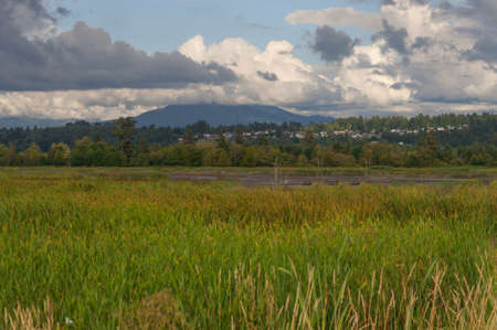 I have take this photo of lovely nature in the Spencer Island area (Everett, WA, USA)の写真素材