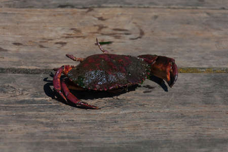 I have took this photo in Deception Pass area (WA, USA)の写真素材