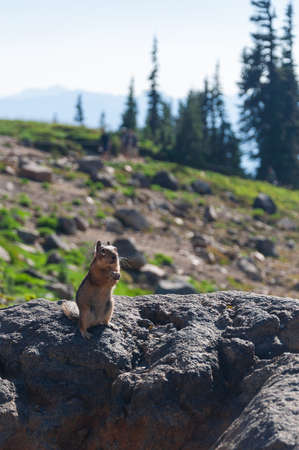 I have took this photo at Mount Rainier National Parkの写真素材