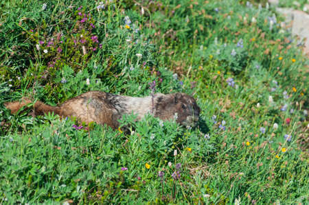 marmots in the natural environment at Mount Rainier National Parkの写真素材