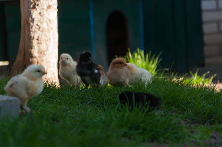 Chicken walking in grass in Pohrebyshche town, Vinnytsia reg., Ukraine.の写真素材