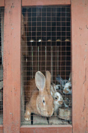 Rabbits in a cage in Pohrebyshche town, Vinnytsia reg., Ukraine.の写真素材