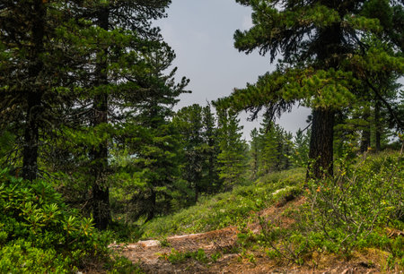 Beautiful view on mountain range, evergreen trees and green grass field with pathway during summer...