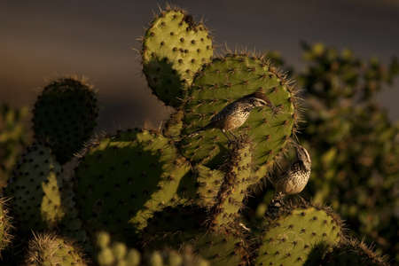 Cactus Wrens nestingの写真素材