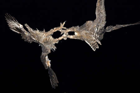 Great Horned Owls fightingの写真素材
