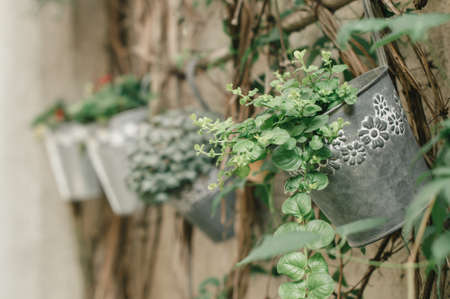 Green foliage hanging on vintage wallの写真素材