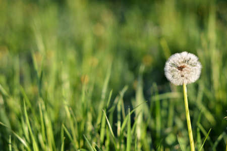 Dandelion in the grass in morning sunlightの写真素材