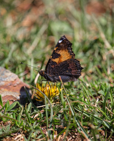 Butterflyの写真素材