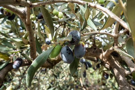 olive-treeの写真素材