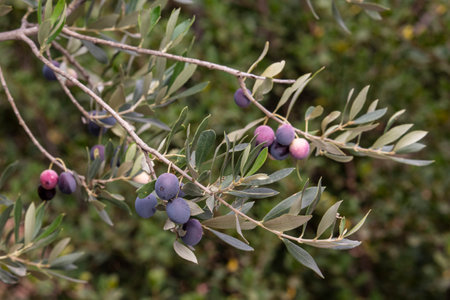 olive-treeの写真素材