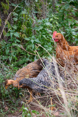 olive-treeの写真素材