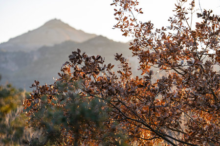 El montcau in autumn, this is a mountain of catalunya, near la Molaの写真素材