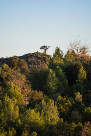 Trees and forest landscape, in mediterranean mountainの写真素材