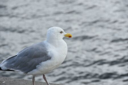 Close up Seagull running on the shore.Copenhagenの写真素材