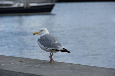 Close up Seagull running on the shore.Copenhagenの写真素材