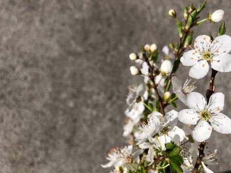 photo of blossoming plum tree brunch with white flowers on grey background. copy space, textureの写真素材