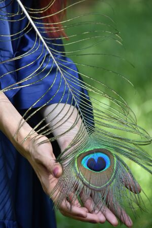 Close up woman hands and peacock feather nature dark green background.background frame for text.の写真素材