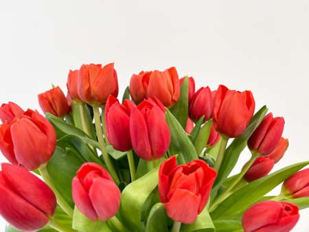 beautiful tulips isolated on a white background. Copy spaceの写真素材