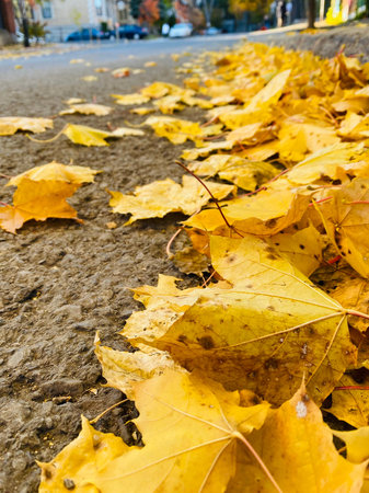 Autumn yellow leaves layer on the ground closeup.