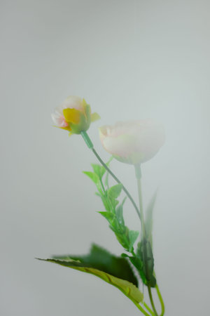 Beautiful flower. Summer bloom concept. Creative spring nature.の写真素材