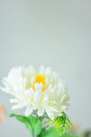 White daisy flower on white background. Summer bloom concept.の写真素材