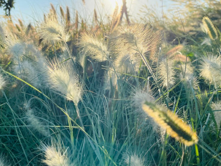 Different ornamental grasses in the garden.Chloris virgataの写真素材