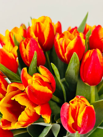Close up fresh Tulips isolated on white background.の写真素材