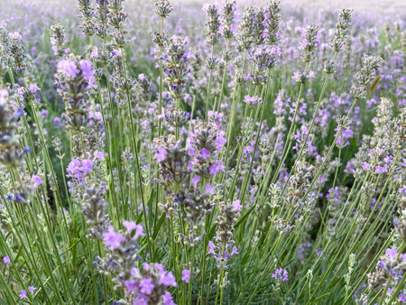 Lavender flowers in a lavender field.の写真素材