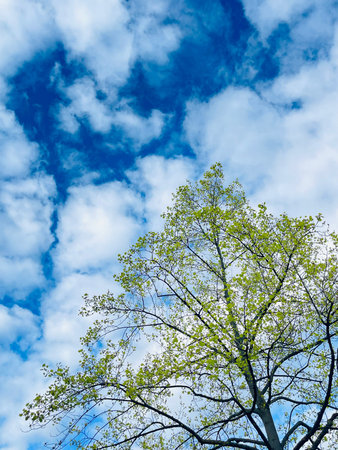 A tree stands tall against a blue sky with fluffy clouds