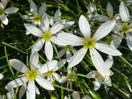 Close up of white zephyr lilies standing tall on their stems .の写真素材