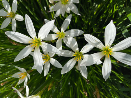 Close up of white zephyr lilies standing tall on their stems .の写真素材