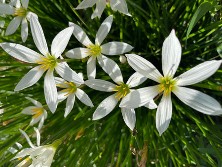 Close up of white zephyr lilies standing tall on their stems .の写真素材