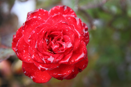 Rose rouge Rose rouge