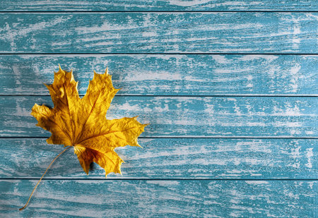 yellow maple leaf on background of old woodの写真素材