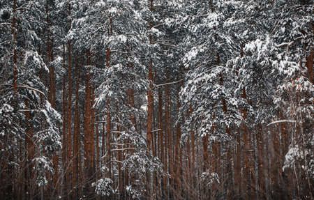 the tops of trees in winter forest