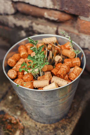 Green sprout in a bucket with stoppers for wine bottleの写真素材