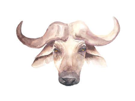 Watercolor illustration of a bull.の写真素材