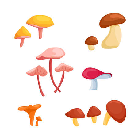 A large set of vector illustrations with mushrooms in a cartoon style, isolated on white. Porcini mushroom, chanterelles, syroezhka, pink licorice, pepper mushroom, buttermilkのイラスト素材