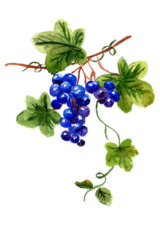 Watercolor  bunch of grapes on a white backgroundの写真素材