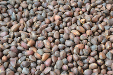 A considerable quantity of pine nuts