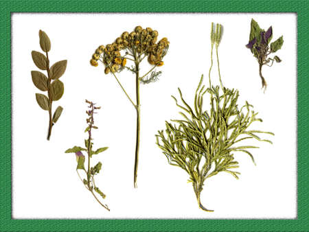 Herbarium. の写真素材