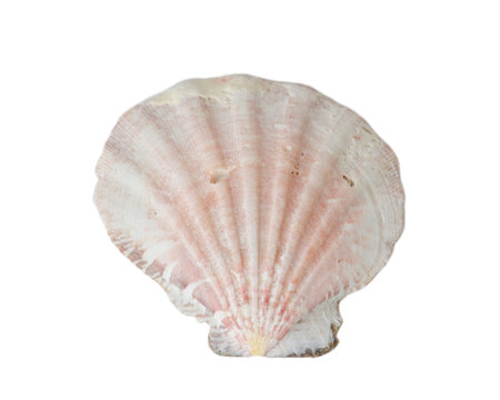 seashell on white background